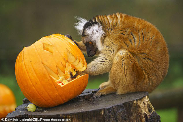 Spooky snacks! Animals at UK zoo enjoy carving (eating) pumpkins for ...