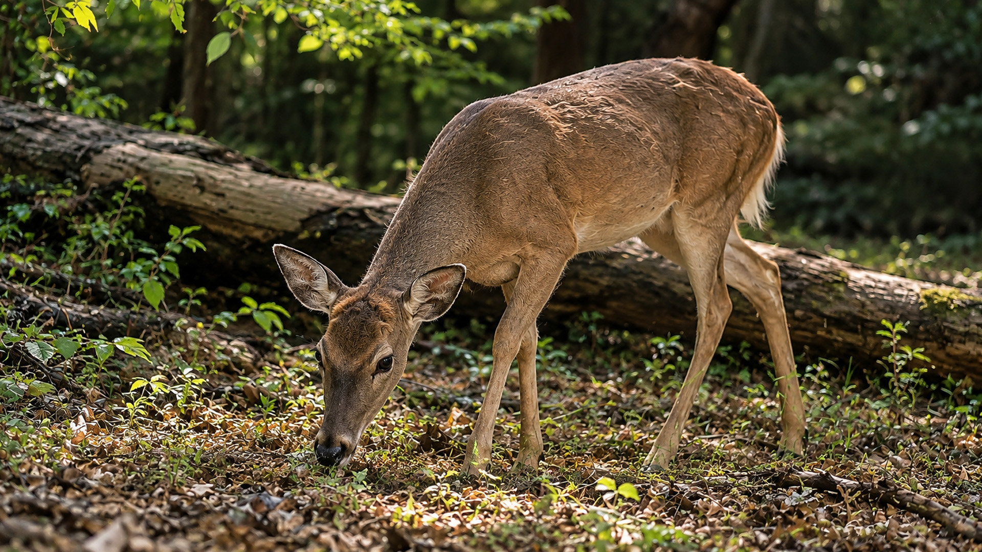 A camera watched beyond this fallen trunk then a deer appeared