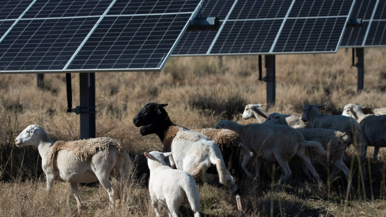 Texas farmer grows from 27 to 10,000 sheep by grazing solar farms ...