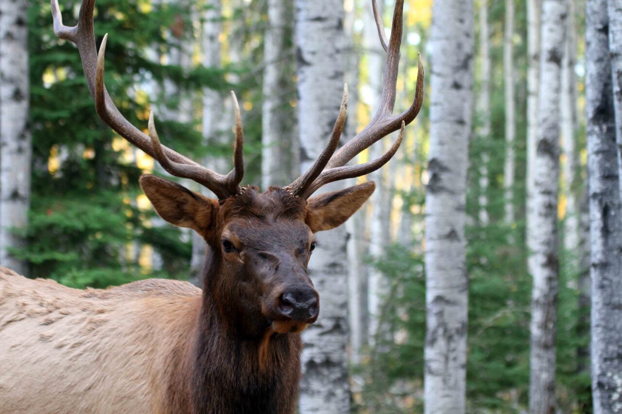 'We made a mistake,' Saskatchewan says, reinstating chronic wasting ...