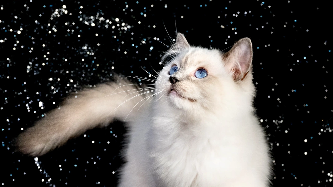 Life with a floppy ragdoll cat