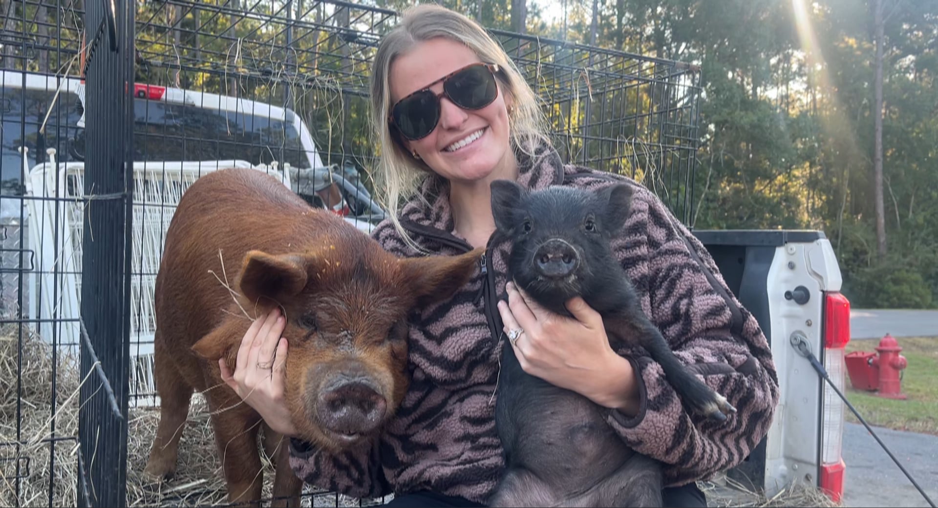 Escaped piglet caught after five-day search in Gautier