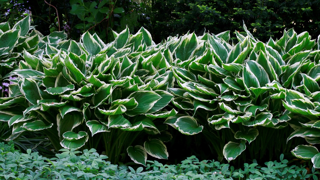 Hosta care tips for lush spring leaves