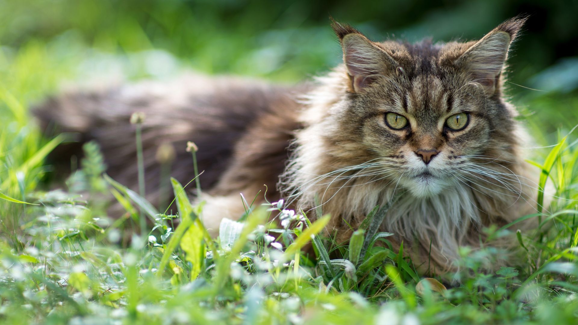 Our favourite types of large breed cats