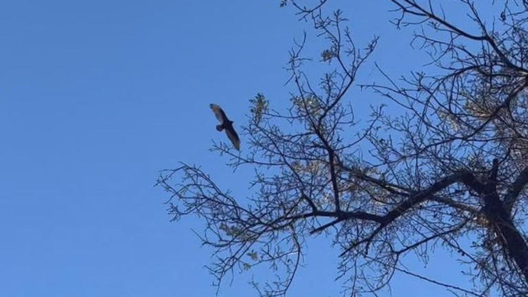 Ecologists warn extreme wildfires and smoke are harming wild bird ...
