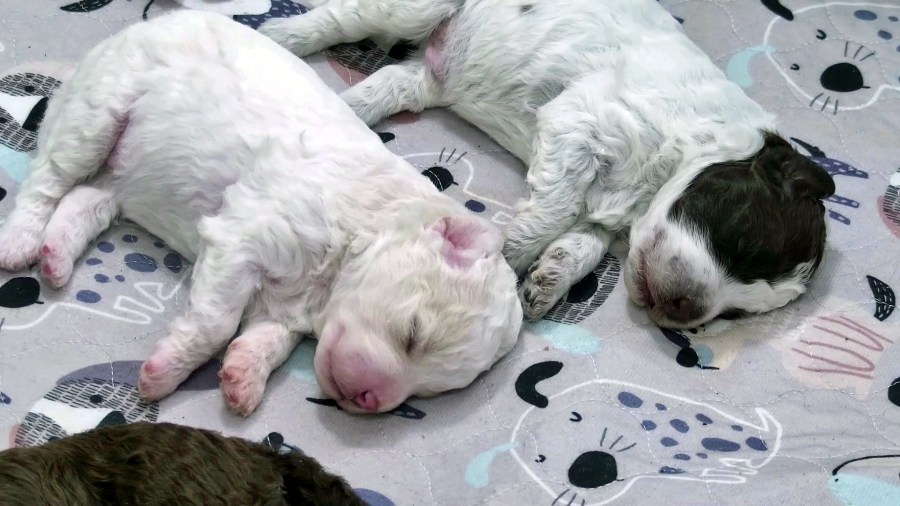 Need a smile? This livestream features 6 puppies all day long