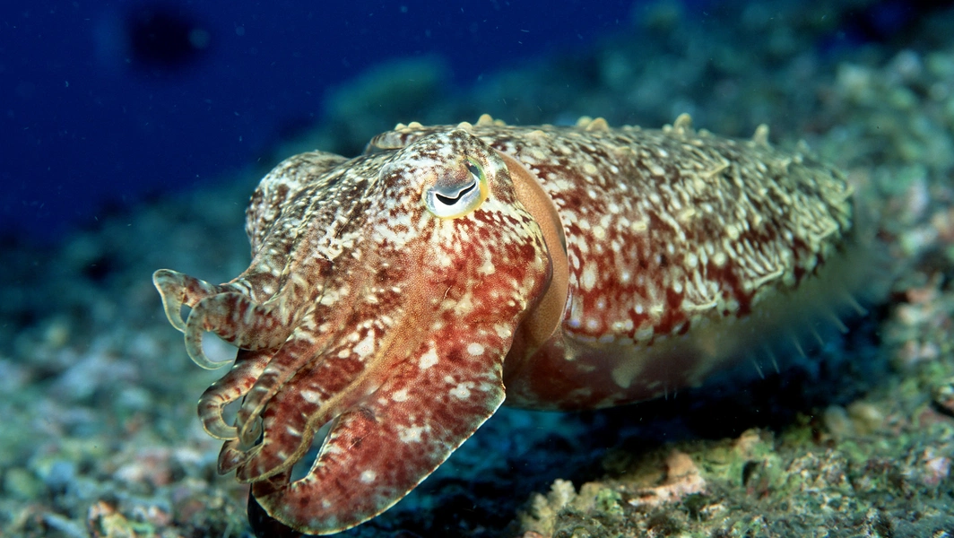 11 animals with fascinating transformations
