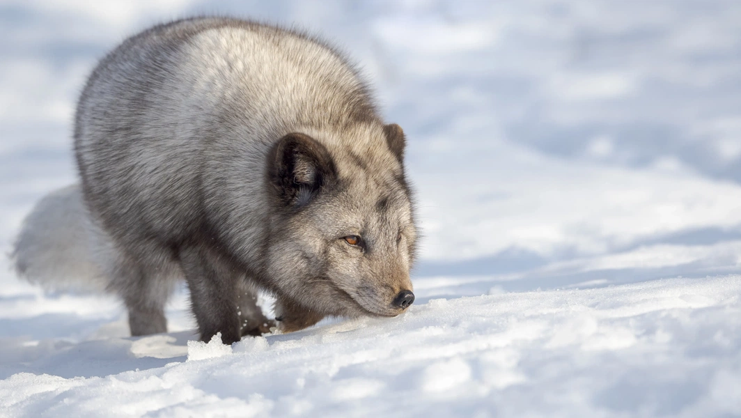 11 animals with fascinating transformations
