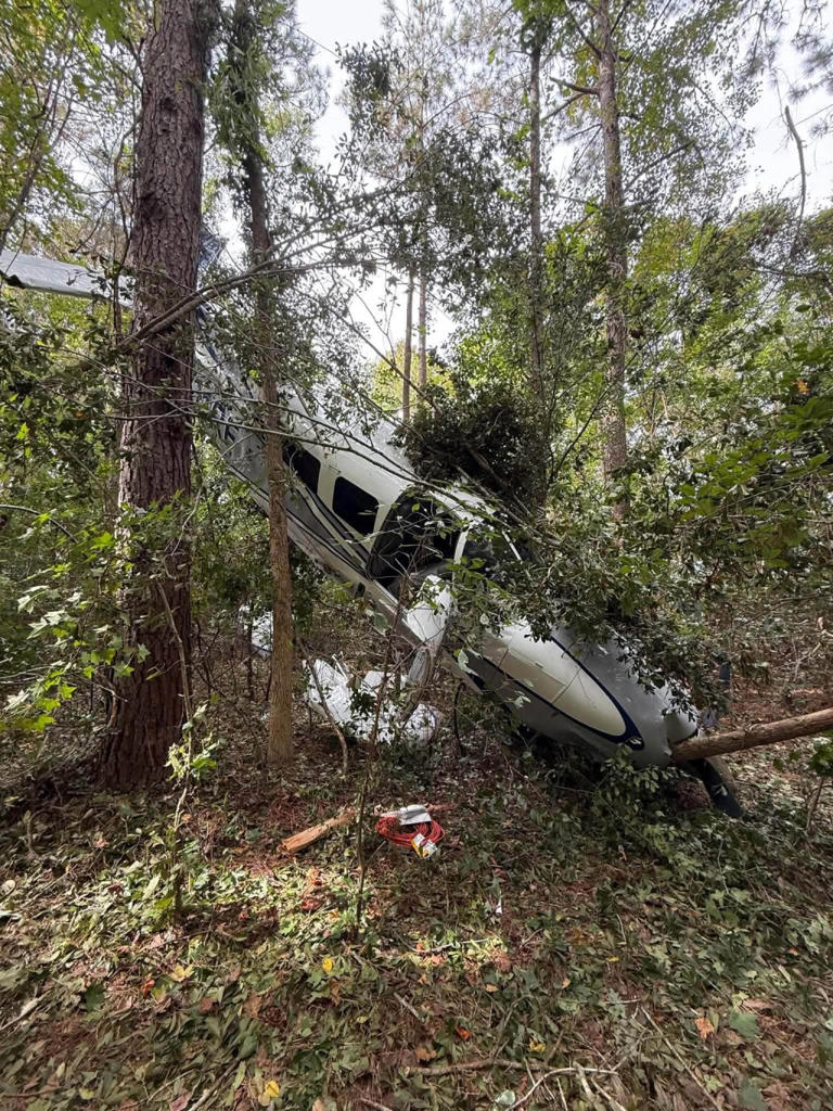Pilot, wife and dogs survive dramatic tree-top crash landing after ...