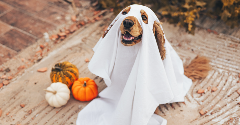 Expert: How to keep your pet safe from Halloween candy this year