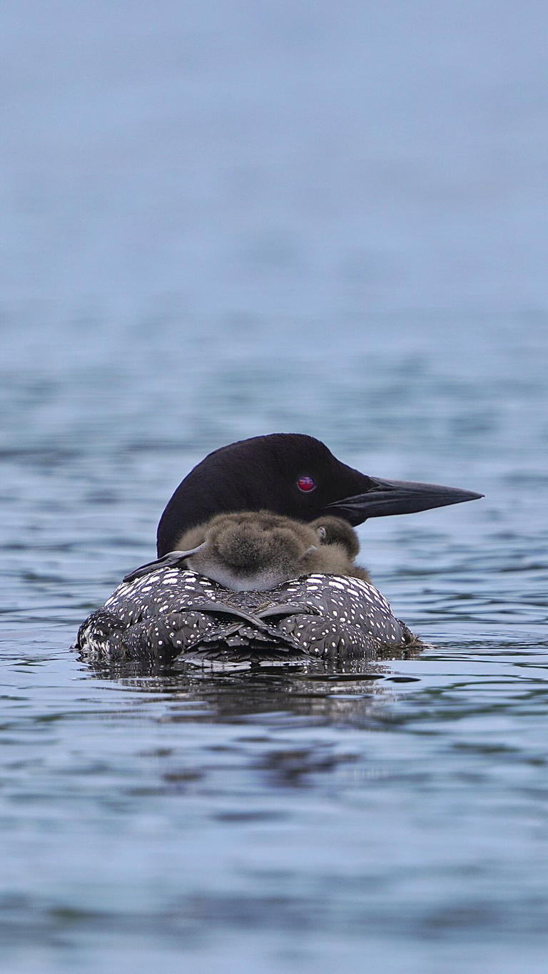 The haunting call of Canada's common loon is becoming less common amid ...
