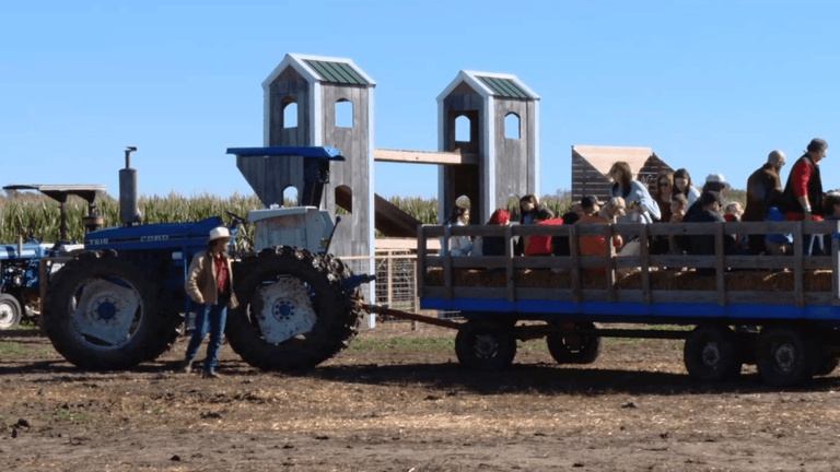 Dry, hot season cuts pumpkin supply, but farm fun keeps rolling all ...