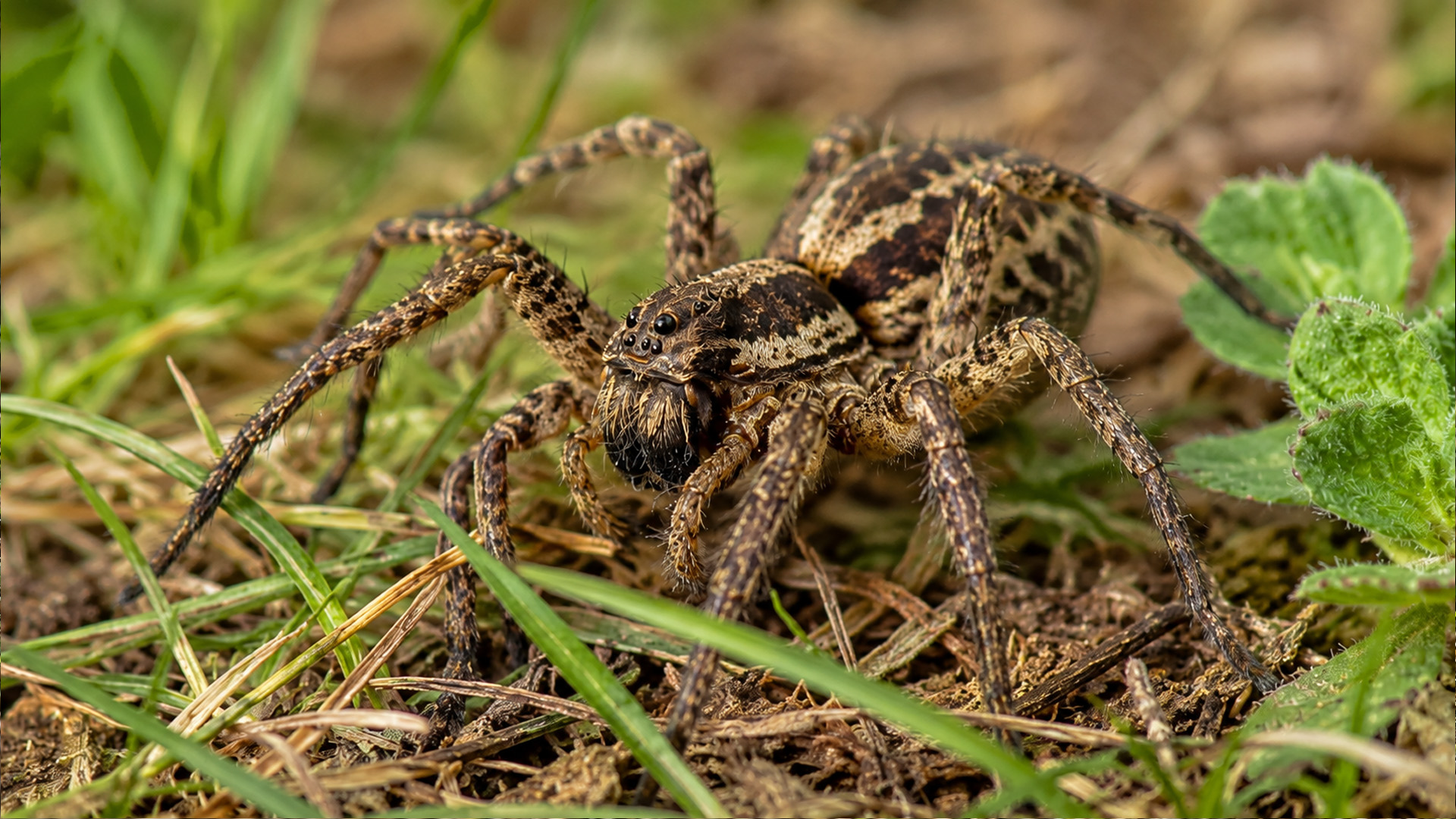 Which predator was moving through this dense layer of grass and soil?