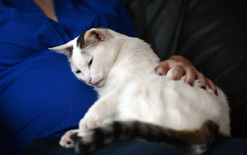 Study finds cat-owner oxytocin levels rise together