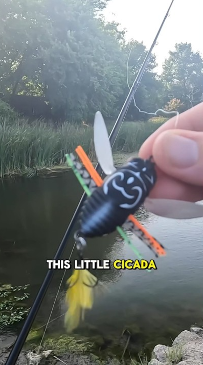 Cicada lure catches fish! This lure is perfect for summer bass fishing ...