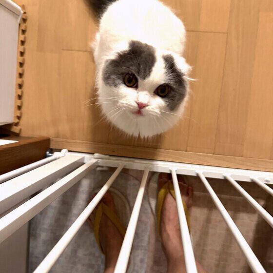猫が間食を何度も欲しがるのは「ごはんが足りない」から？ 催促する理由と気をつけたい食欲の変化