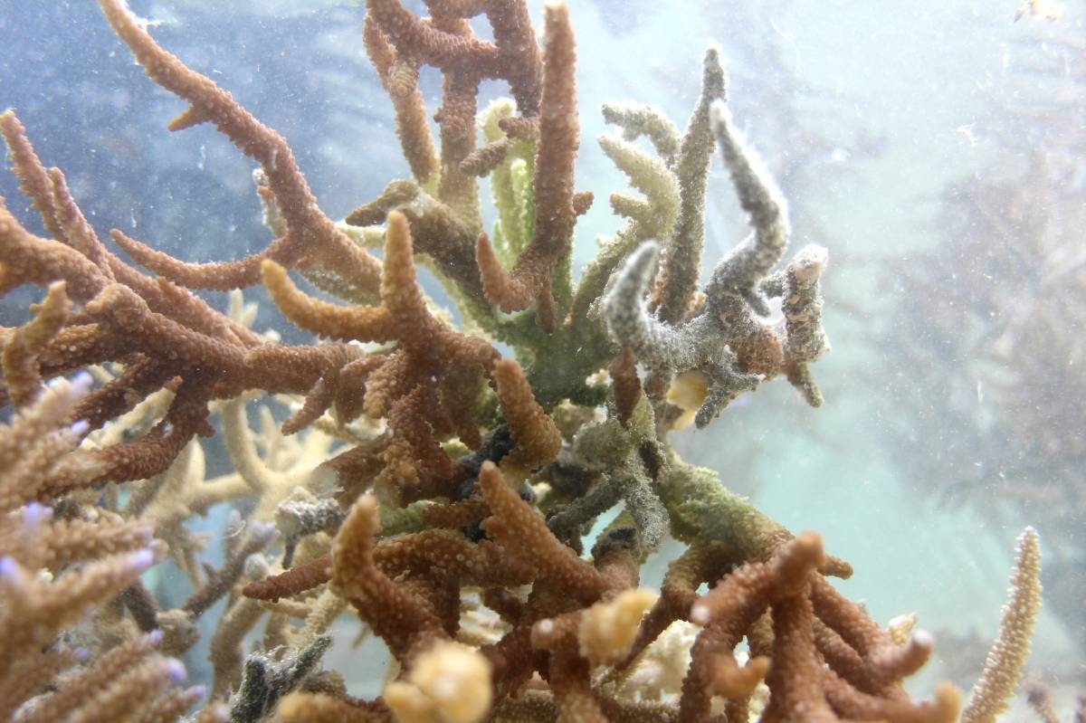 Nearly all coral reefs risk collapse in 50 years – IUCN