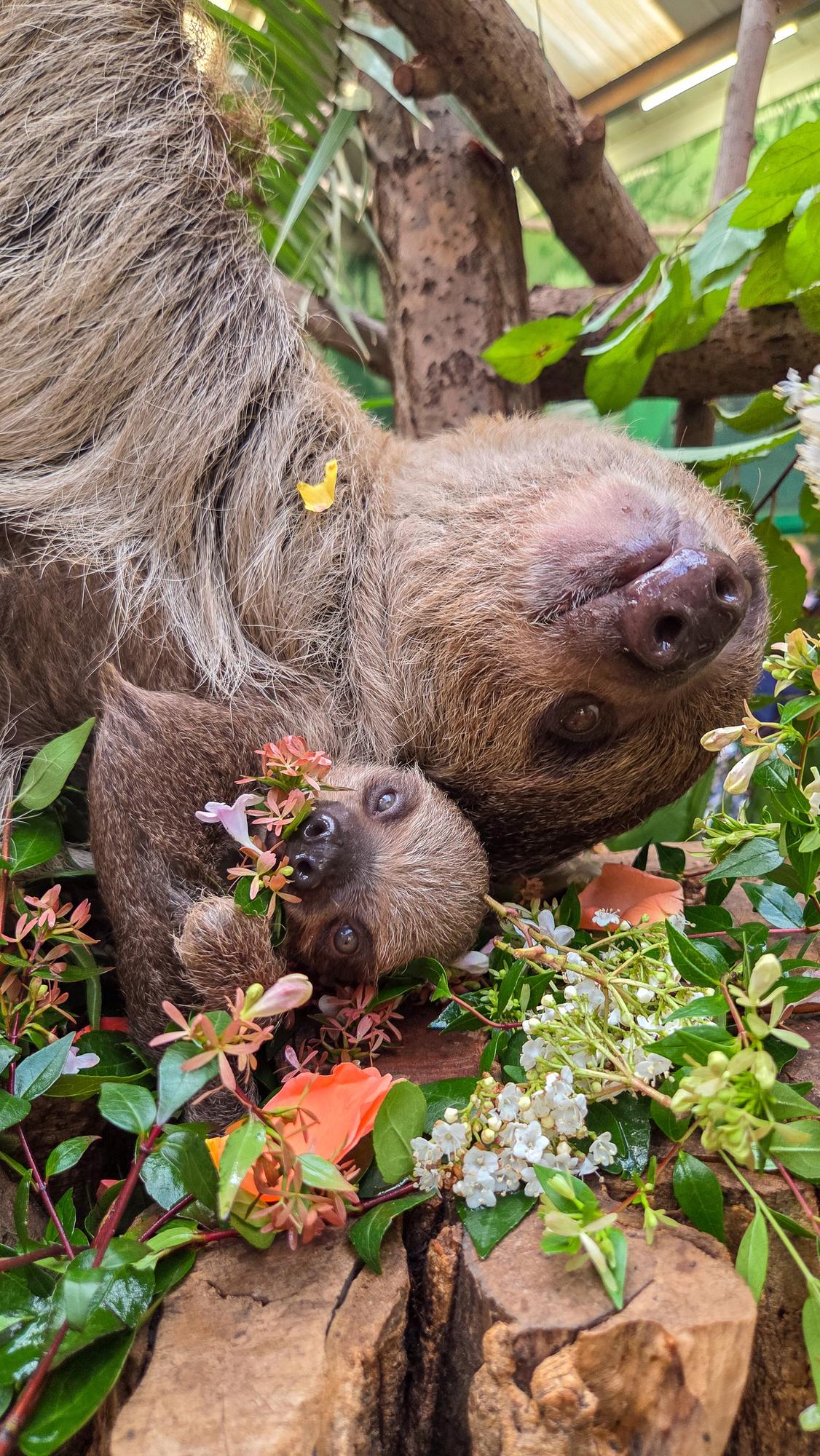 There was nothing lazy about our Sloth Day celebrations - Susan Morrison