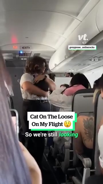 Cat on the loose on my flight