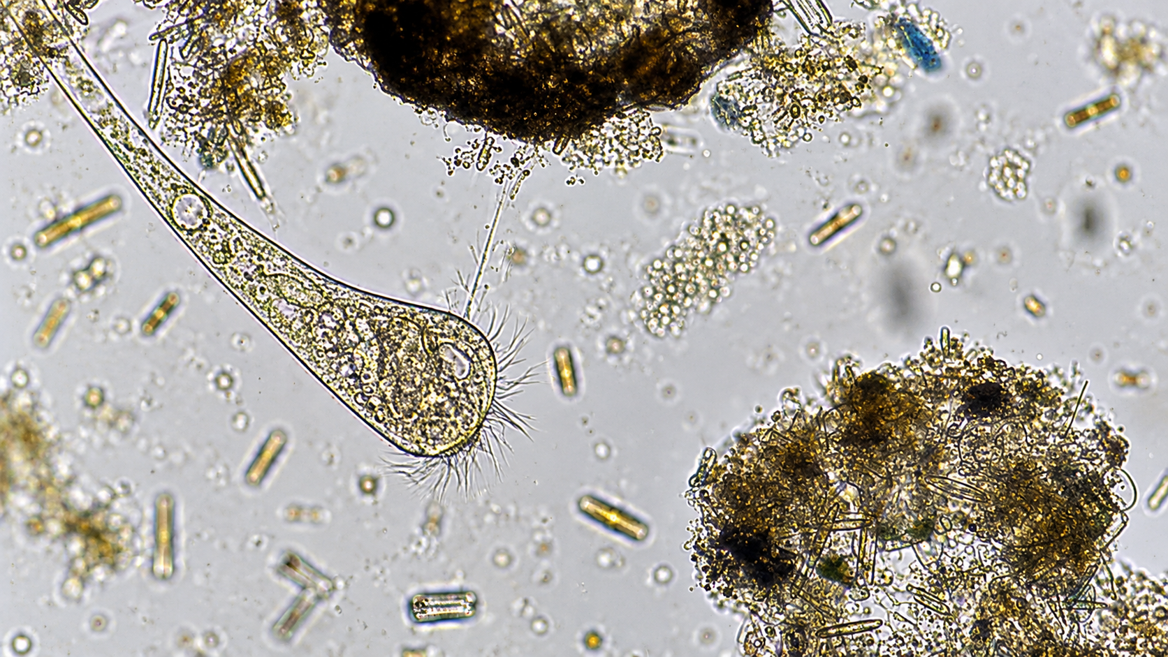 Fruit blood samples and tiny organisms reveal unexpected wonders under ...