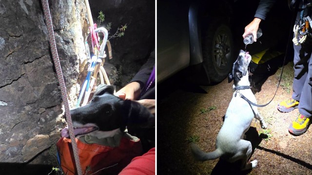 In South Africa, a dog's wildlife chase ended in a rope-bag rescue