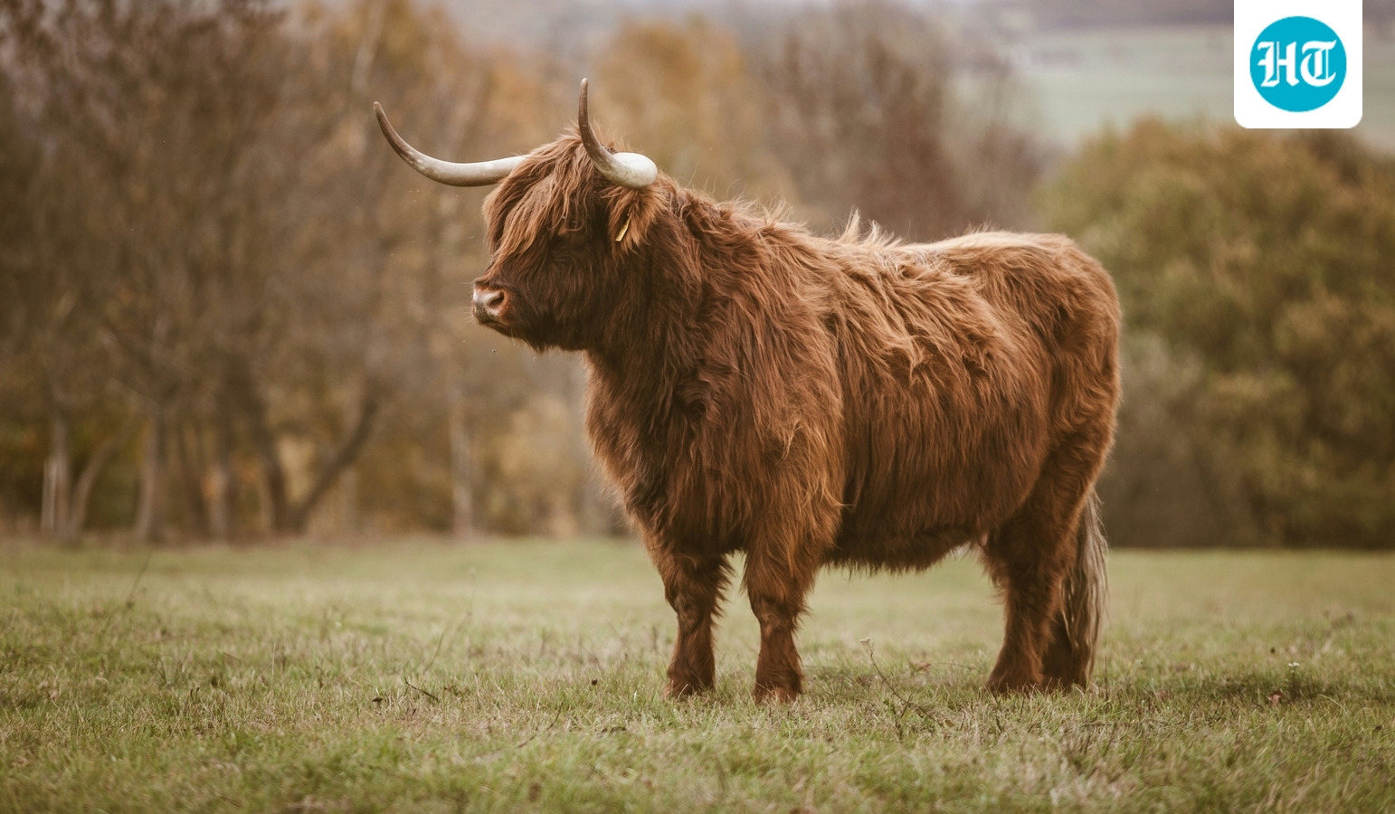 Scientists discover yak-like Ice Age mammal in Siberian cave through ...