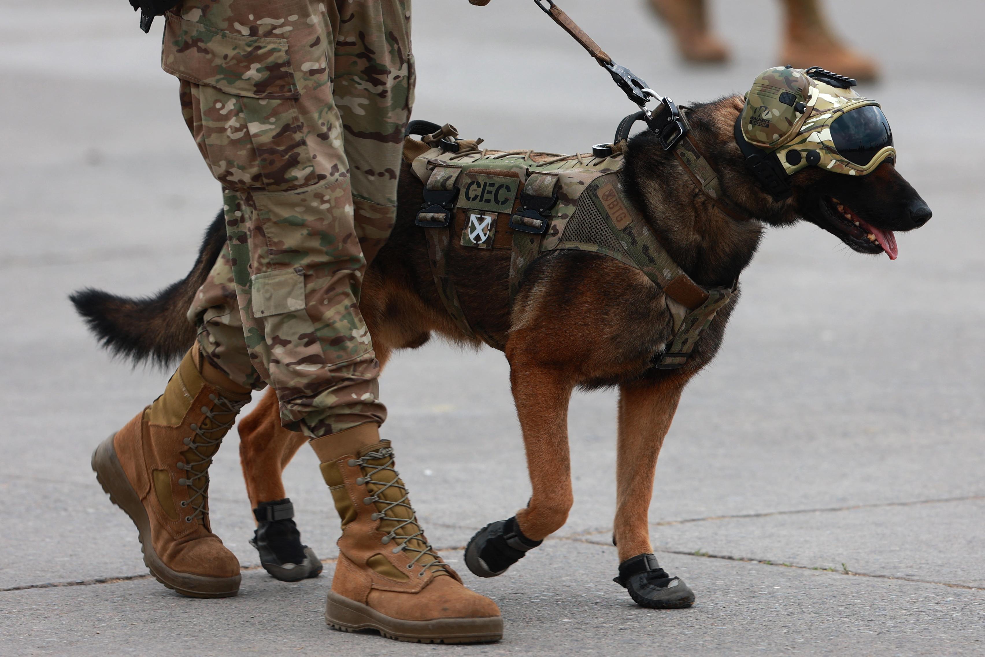 Warhound to engineer genetically modified military dogs