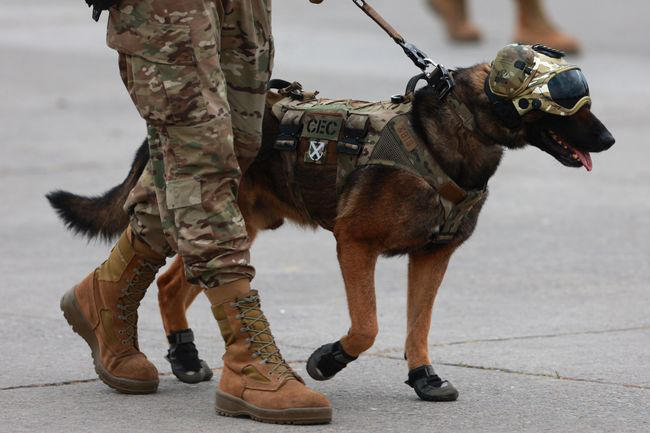 Warhound to engineer genetically modified military dogs