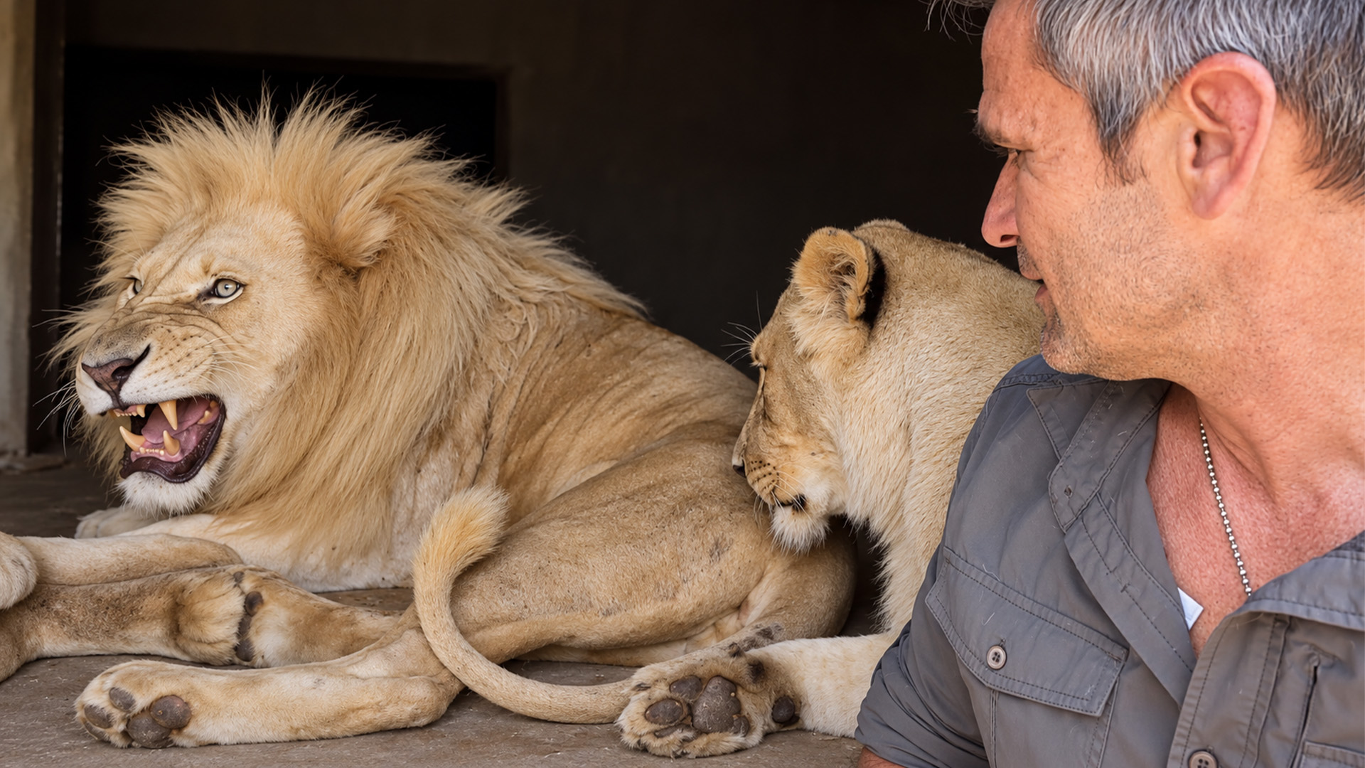 A grumpy lion was not interested in visitors