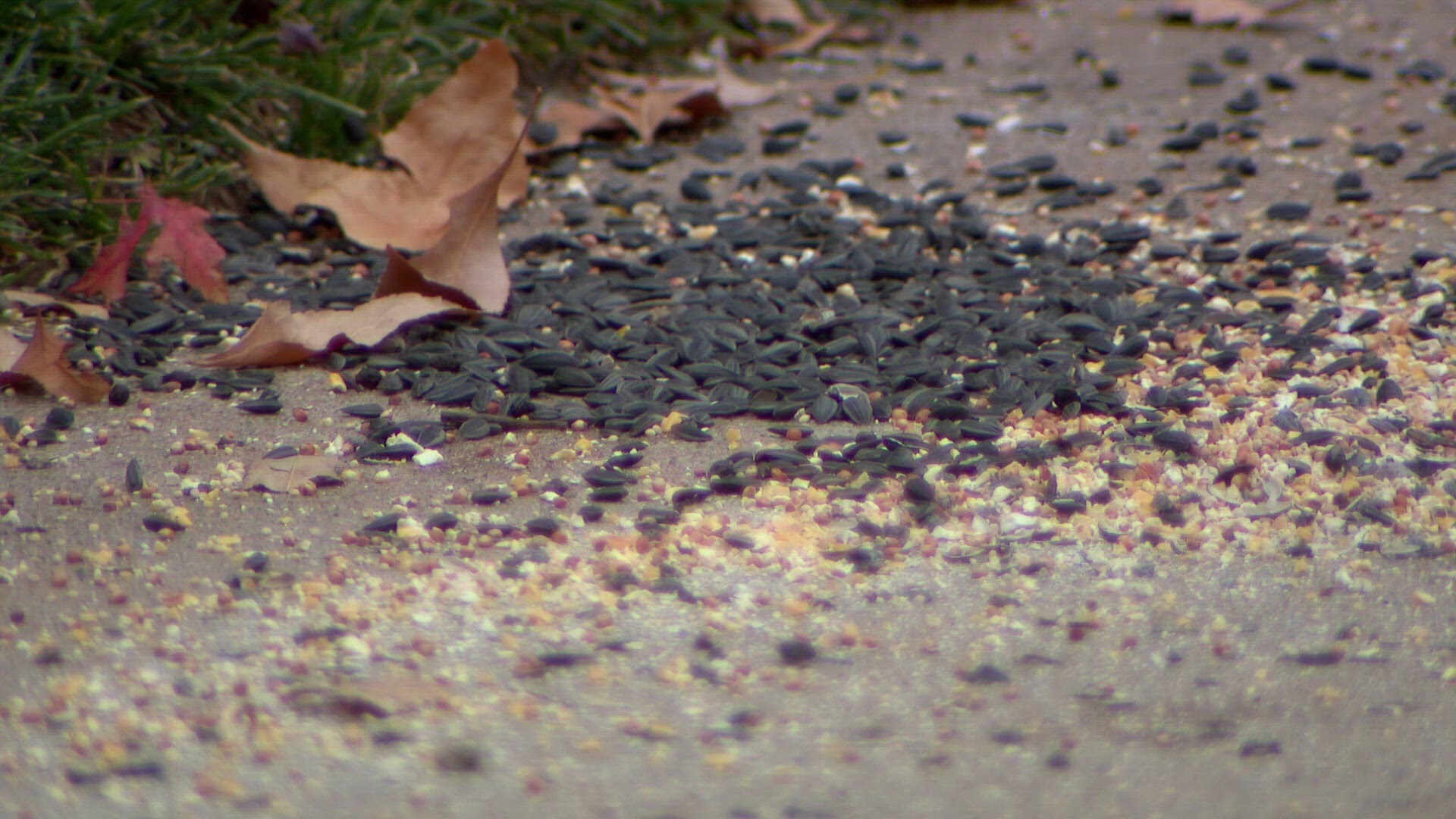 Colorado homeowner blames bird food on sidewalk for growing rat problem
