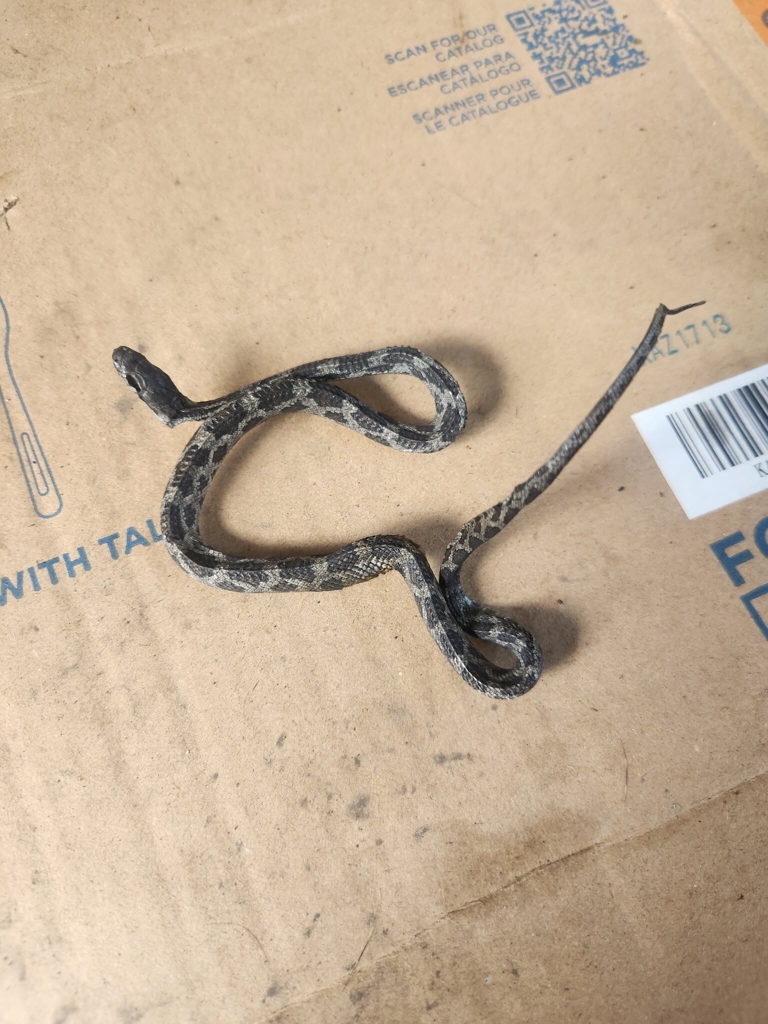 Dead snake found in charcoal bag in East Maui