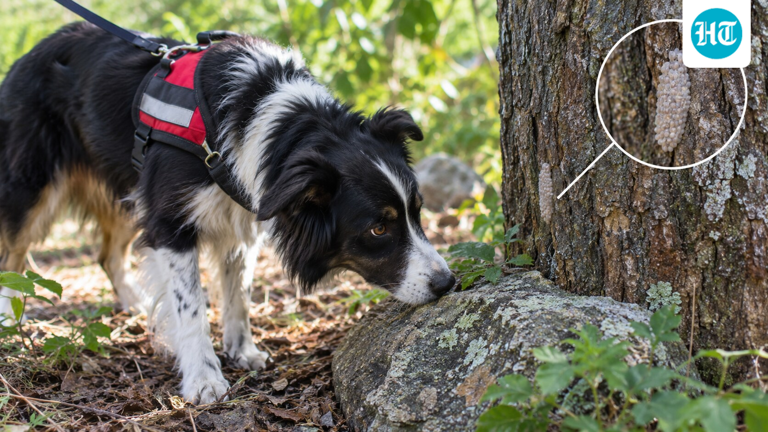 Researchers enrolled 182 pet dog teams to see if they could sniff out ...