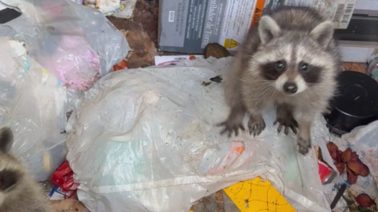 Kind woman rescues stranded raccoons from trash bin