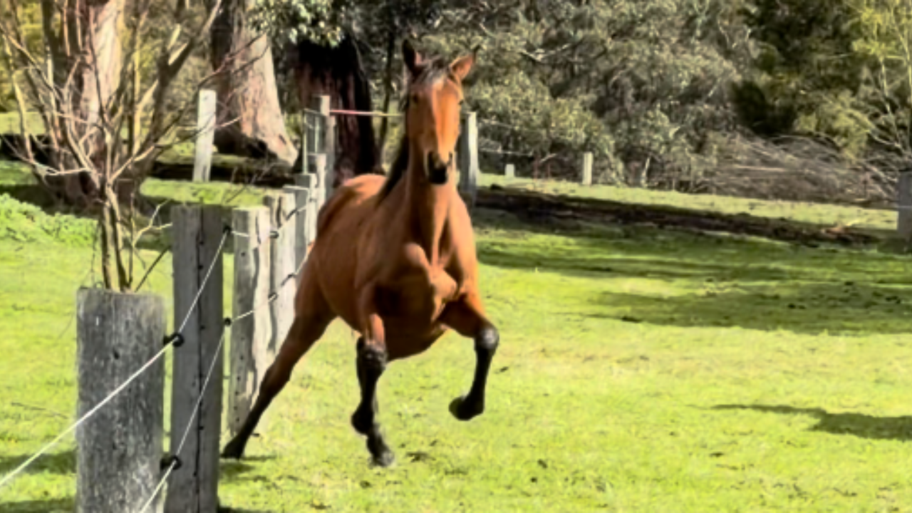 Unbelievable farm chaos as animals disrupt daily activities