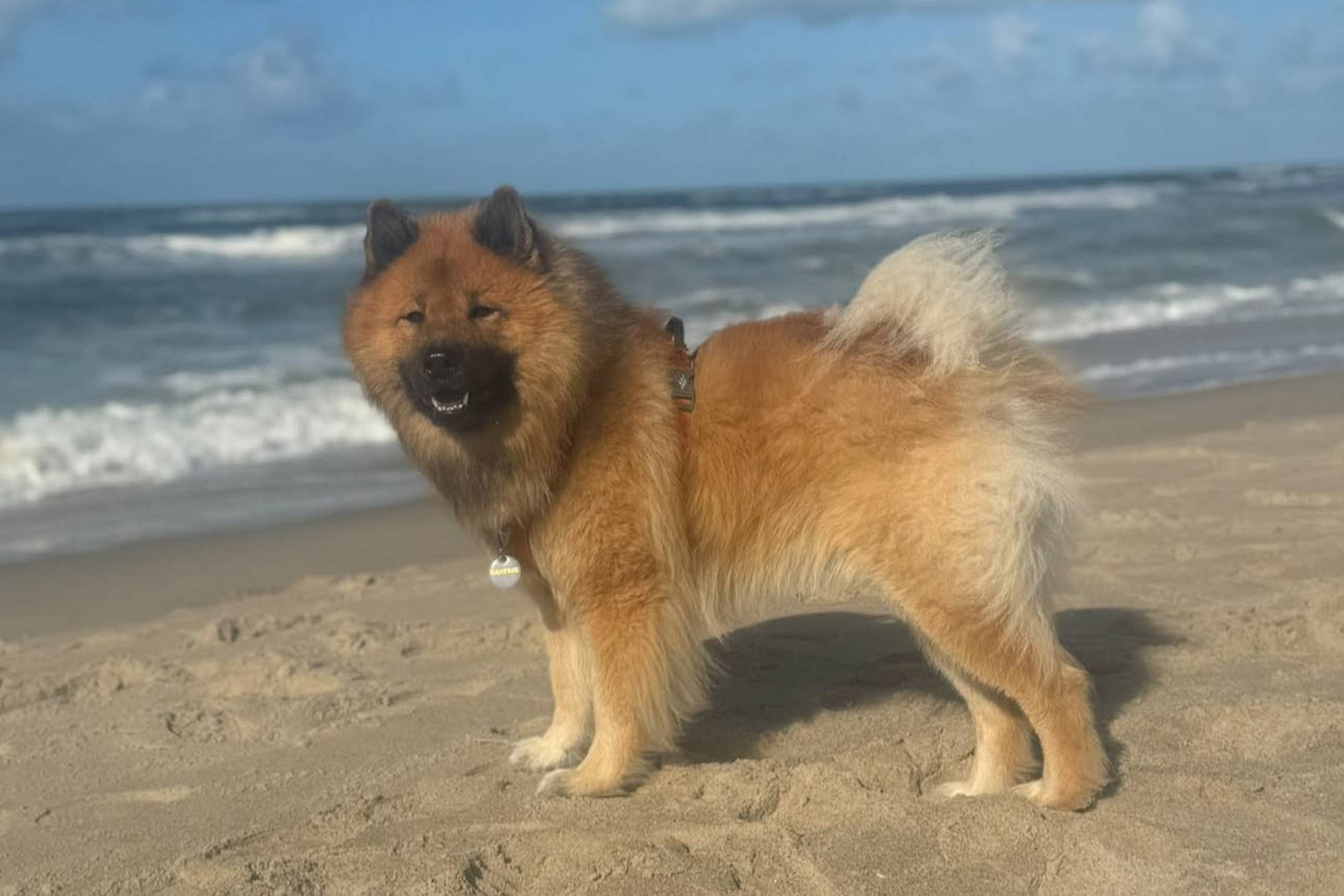 Glædesbrøl i »Find Manfred«: eurasierhund genforenet med ejer