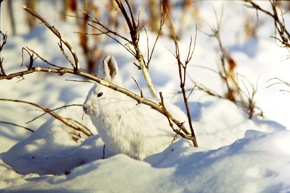 In 1959, two men released 12 snowshoe hares on a Canadian island; the ...