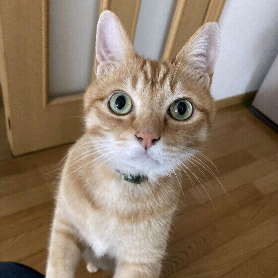 猫が間食を何度も欲しがるのは「ごはんが足りない」から？　催促する理由と気をつけたい食欲の変化