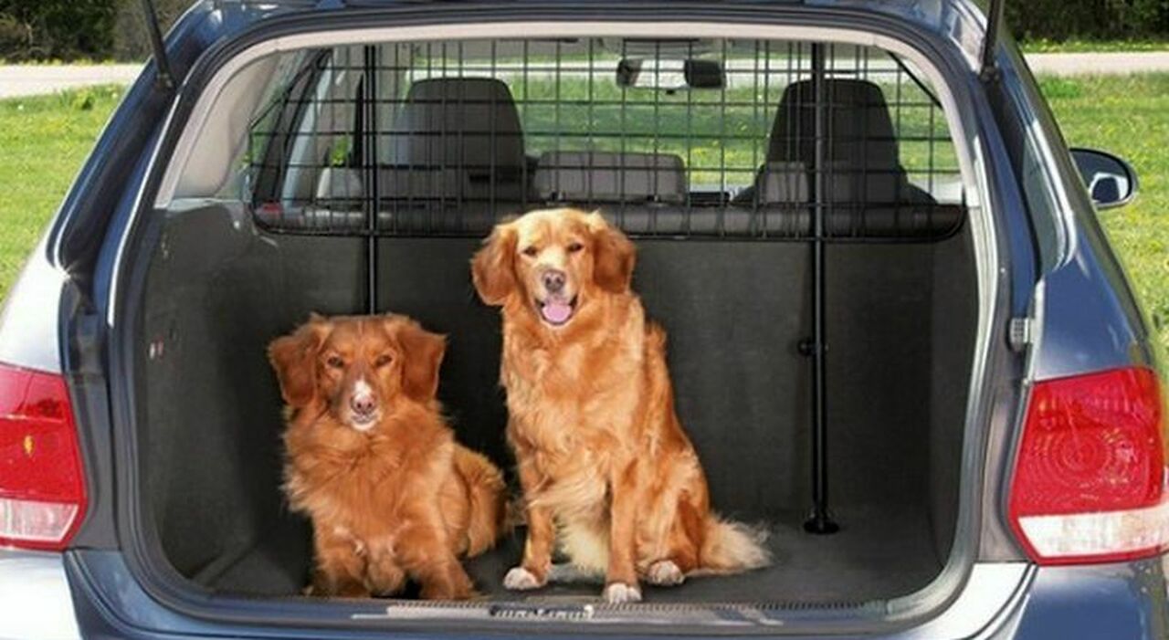 Cani e gatti in auto, contenimento obbligatorio anche per un solo ...