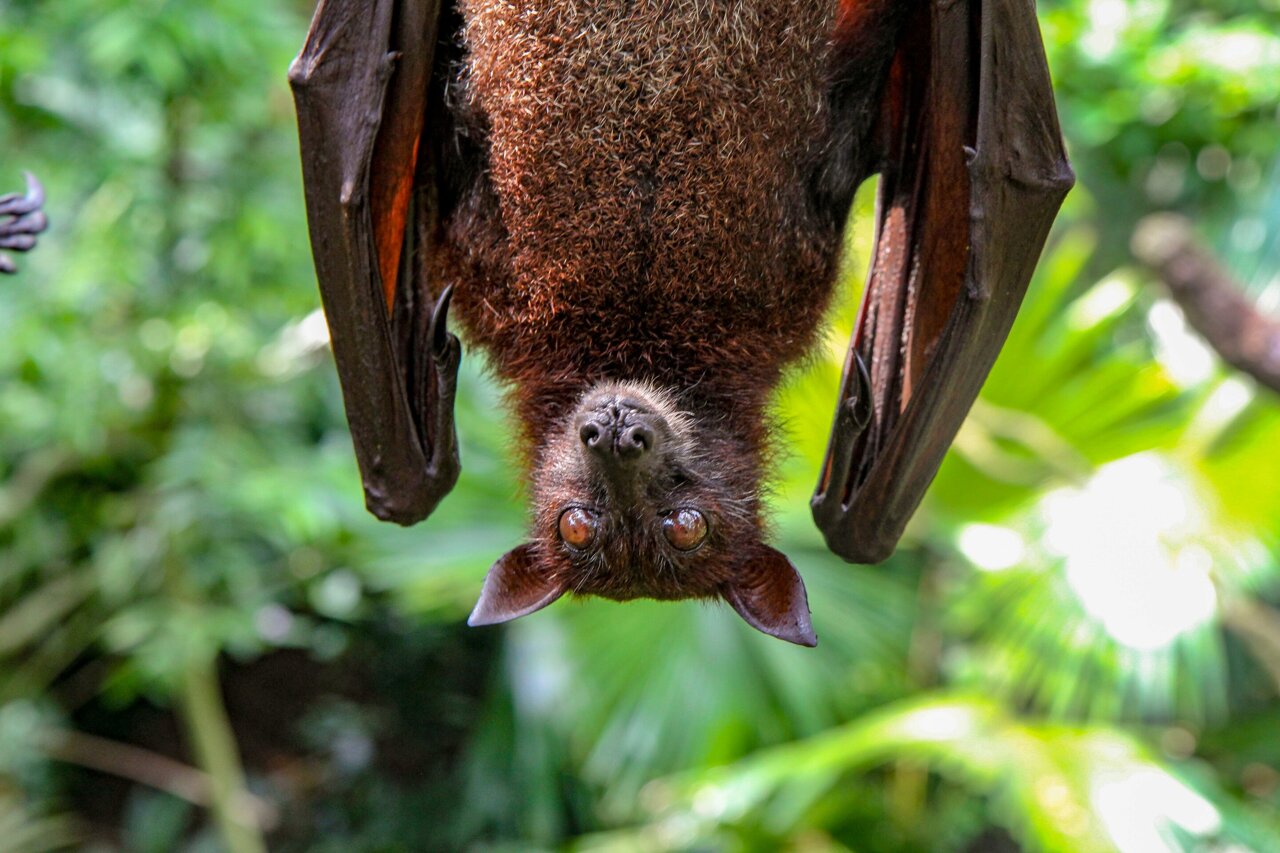 Mother bats' hearts beat faster at the sound of their own babies' cries