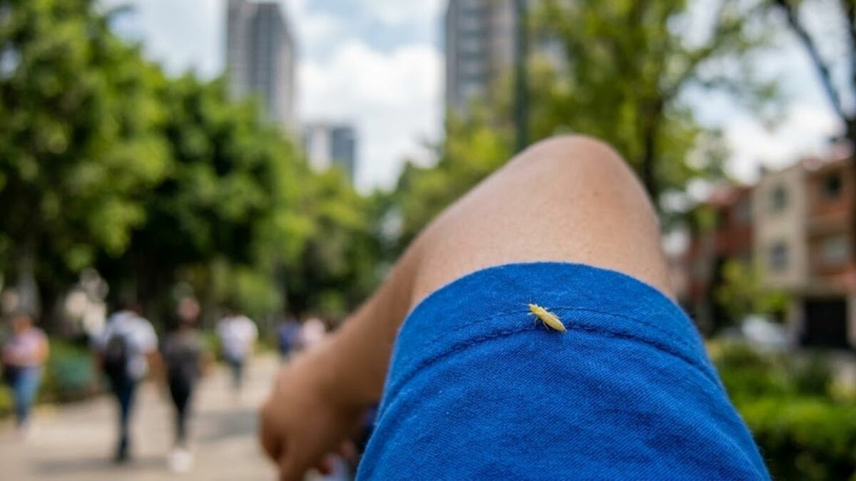 Invasión de insectos 'trips' en CDMX: qué son, por qué se pegan a la ...