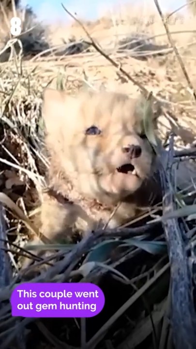What's got this fox so happy 👀