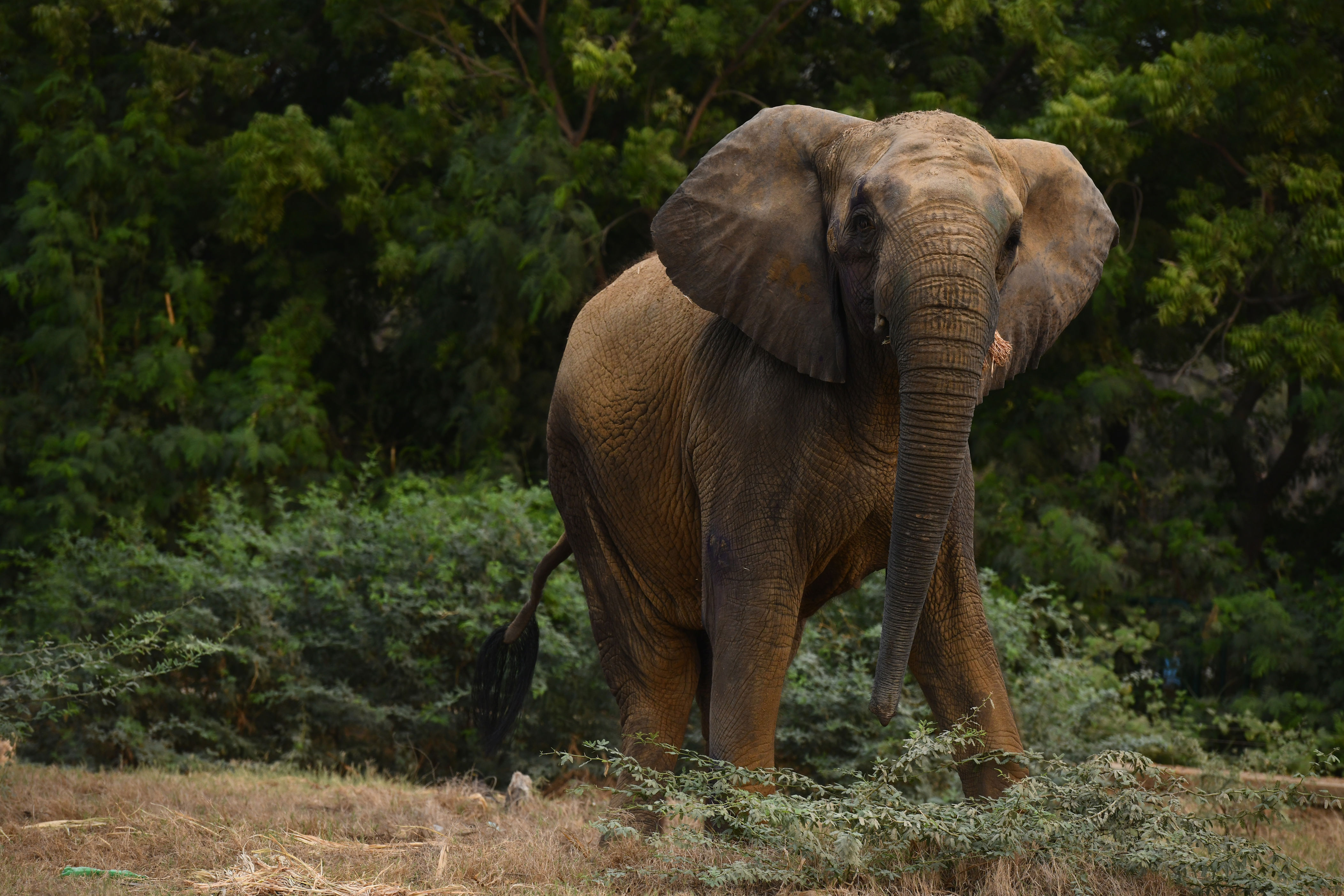 Keeping Madhubala alive: The fight for Karachi’s captive elephants