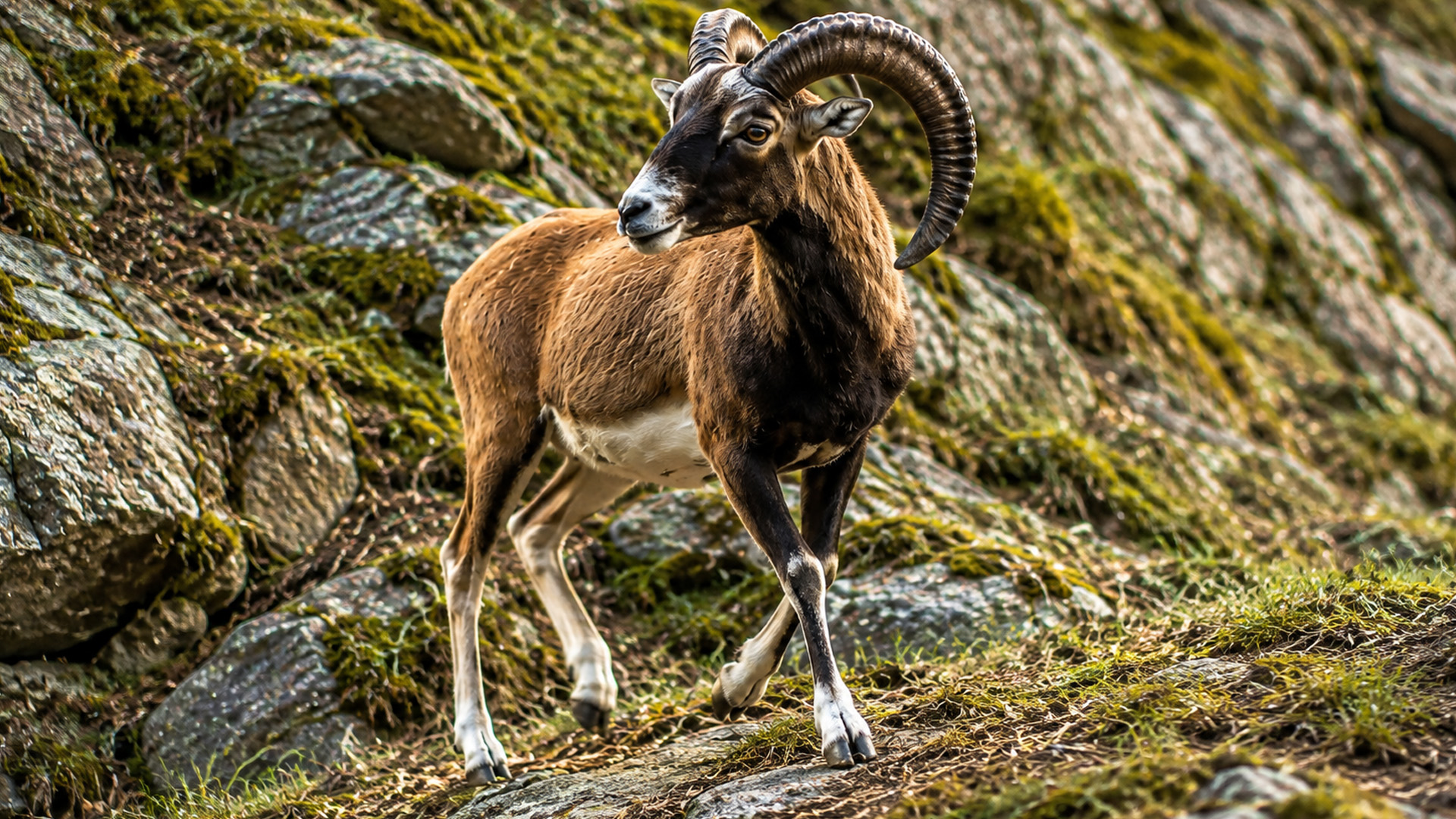 The slope looked empty until curved horns emerged between the rocks