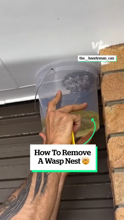How to remove a wasps nest