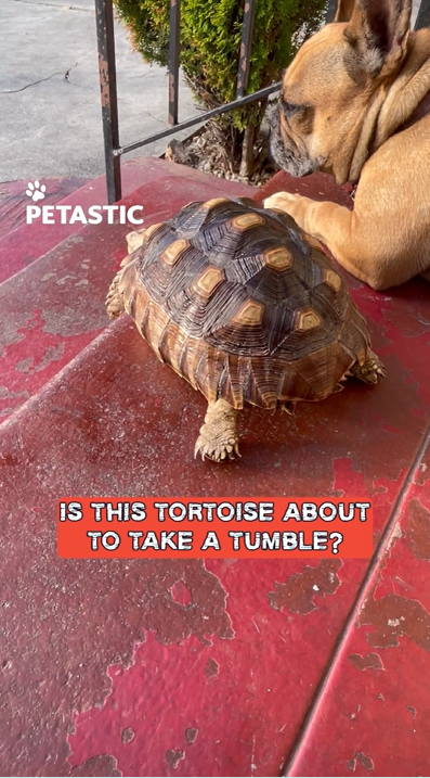 Tortoise loses its footing and falls from porch steps
