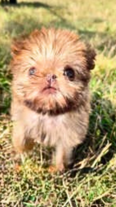 Brussels Griffon puppies bring big chaos and cute moments