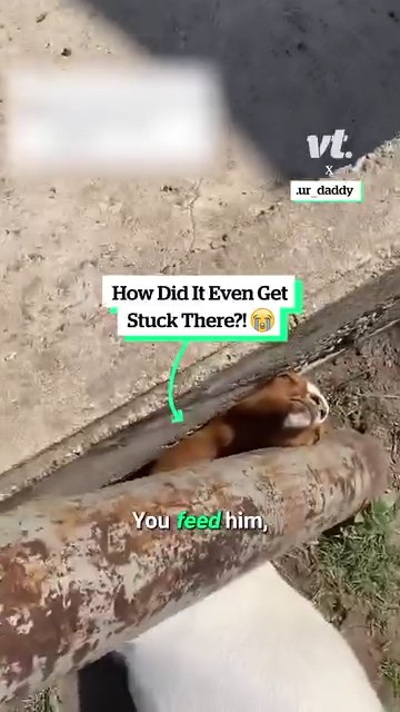 Saving a goat from a fence