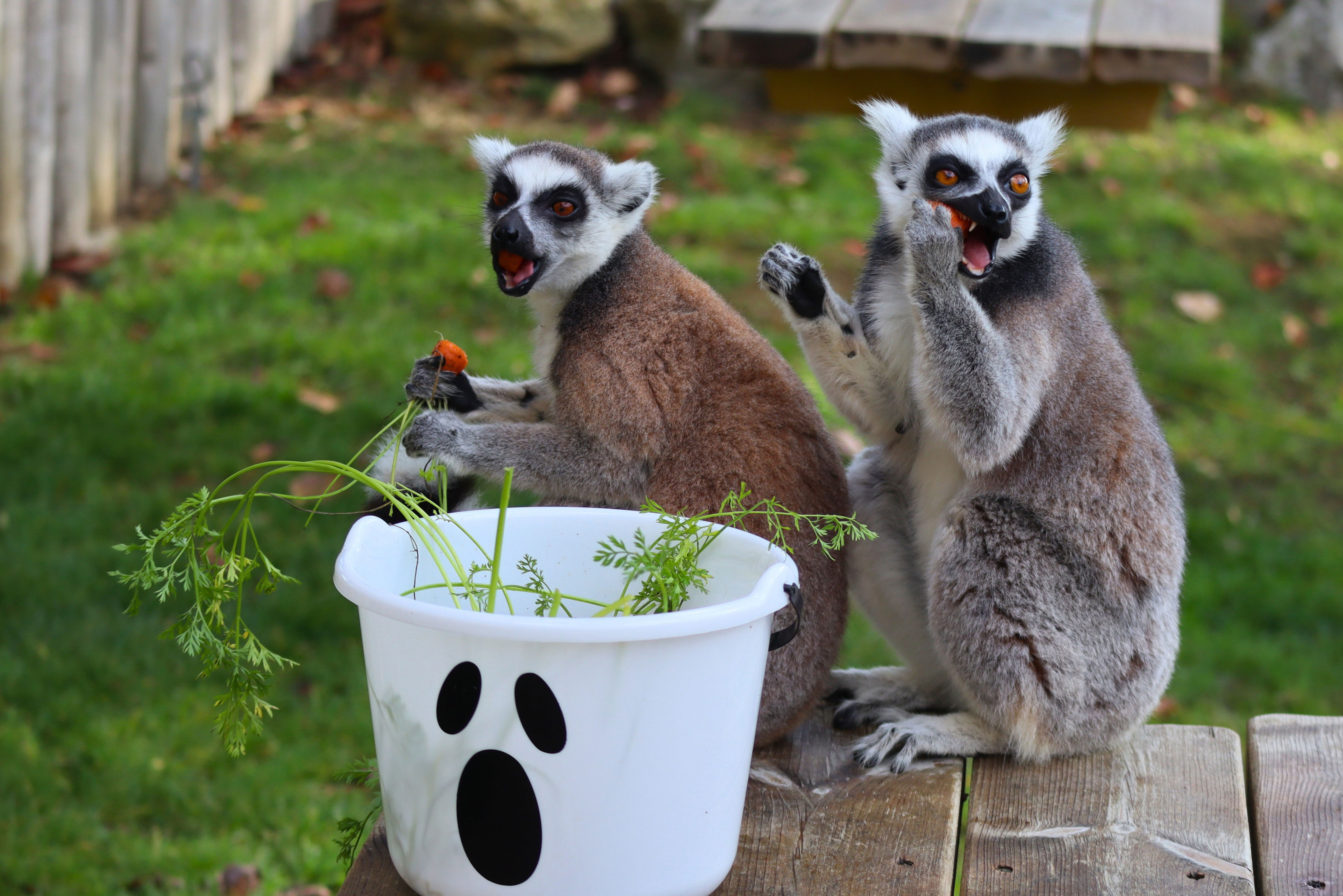 Trust no one! Sussex zoo animals get a taste for treachery this Halloween