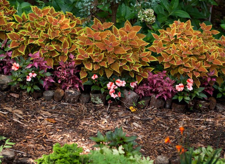 Is it better to add mulch before or after the ground freezes? Here’s ...
