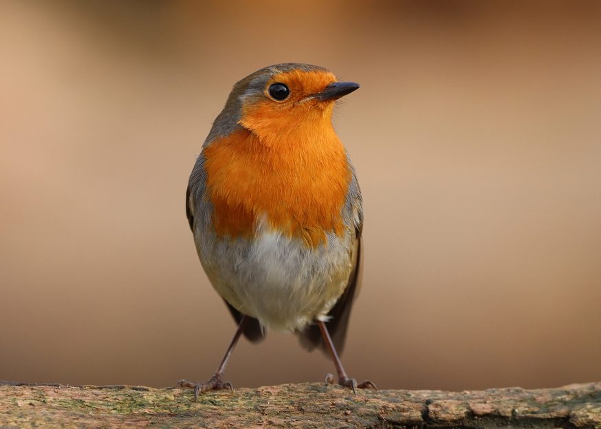 Your garden robin might know exactly who you are and follow you about ...